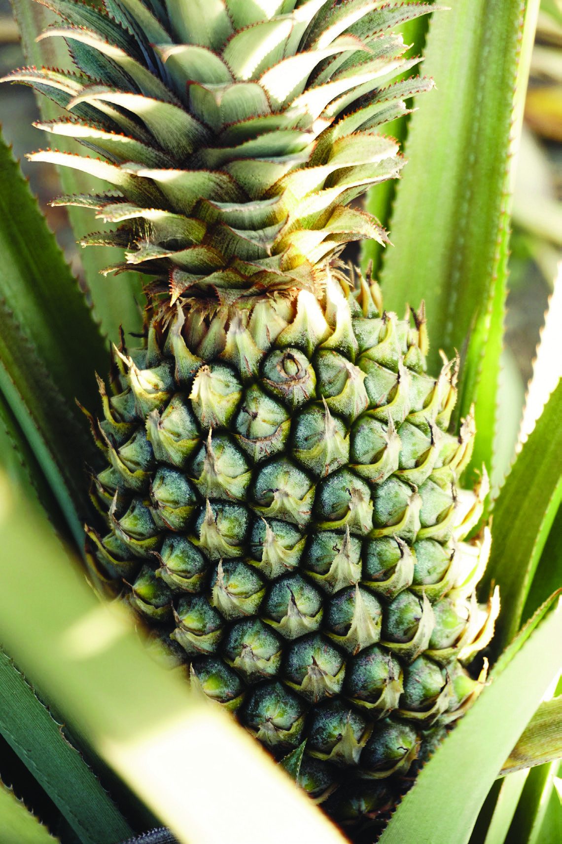 Azores pineapple